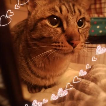 キジトラのとらちゃん!