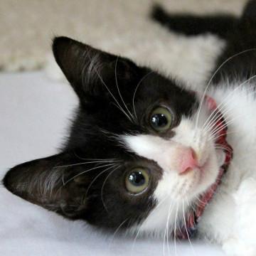 お利口でキュートなハチワレボーイ