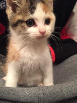 可愛い三毛ちゃん