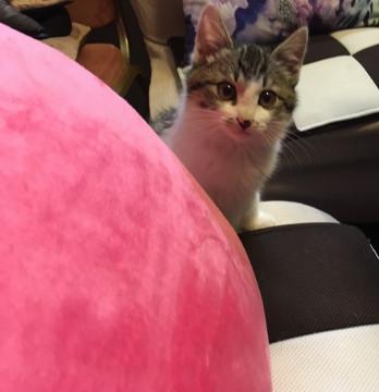 ふわふわ慣れ慣れ子猫2ヶ月