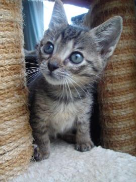 動画あり人懐こいきじトラ