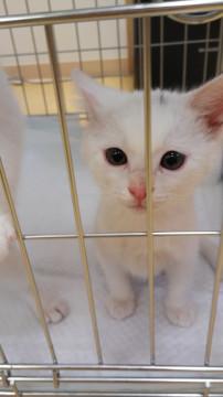 ママ猫を亡くした4兄弟(T＿T)