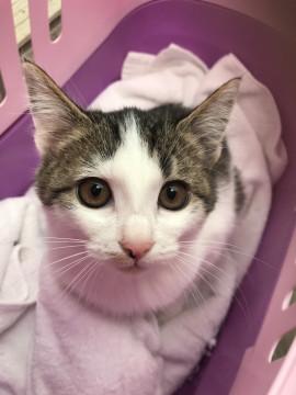 お顔まん丸、お目目クリクリ3兄妹！