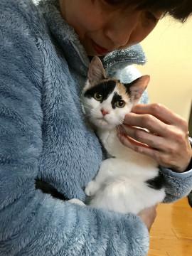可愛い三毛ちゃん❣️