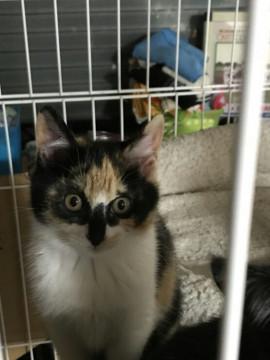 ユニークな配色の三毛ちゃん