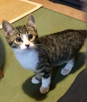 大和撫子な甘えん坊のまさきくん