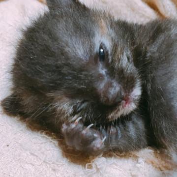 賢いサビ猫女子♪
