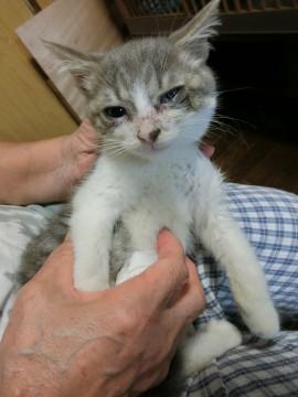 グレー白の女の子３か月