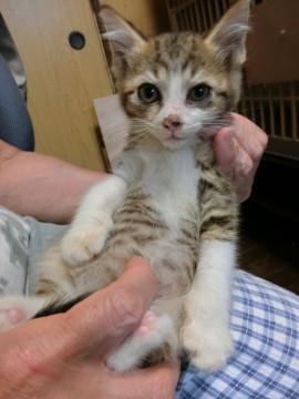 キジ白の女の子３か月