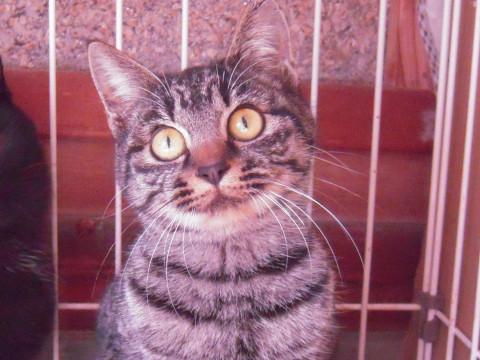 守ってあげたくなる小柄な子猫 6~7ヶ月