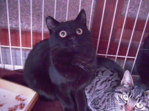 ポテとしたフォルムが可愛い黒猫(写真左)
