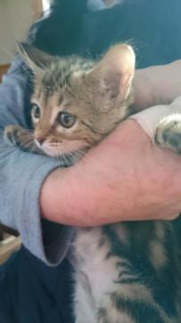 飼育放棄の子猫