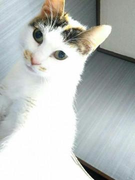 やさしい、けけちゃん
