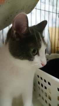 グレー白のレディーよ( v^-゜)♪