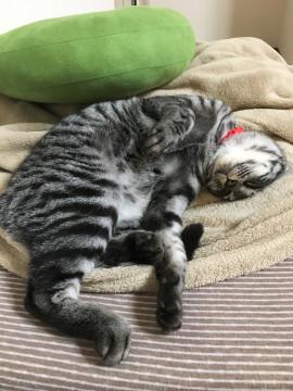 本当の家族になって下さい。