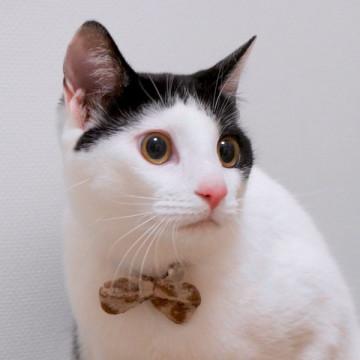 まんまるおめめのイケメンはちわれ王子♪