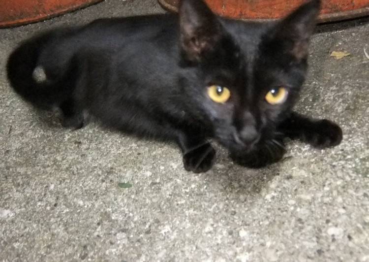 白猫でお腹が黒い子いますか うちのテルくんは黒猫でお腹に白いぶちがあります Yahoo 知恵袋