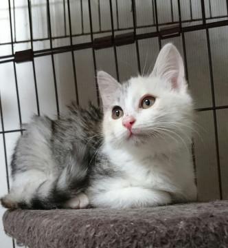 パステル三毛のパルでーす( v^-゜)♪