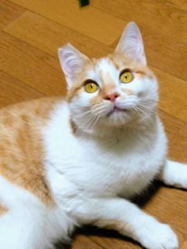 ひっつき虫★僕、離れないよ！