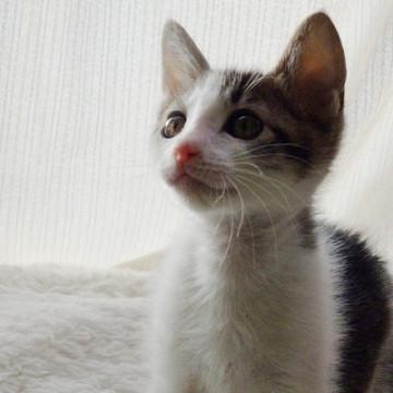 イケニャンかわいい2か月　元気いっぱい　