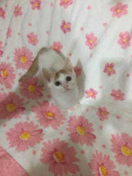 なーんて可愛いの❣️白茶子猫ちゃん