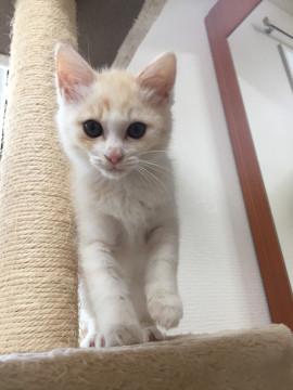 つぶらな瞳のチャイくん