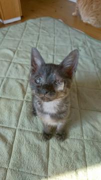 白井市/片眼ですが性格花丸