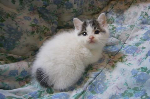 雪だるまのような白ちびちゃん