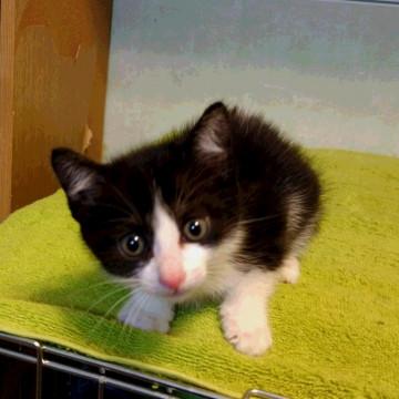 かわいいです。