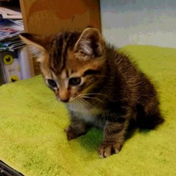 かわいいです。