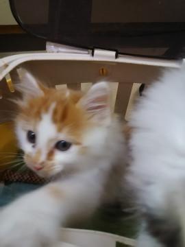 ふわふわ姉妹、２匹一緒のご縁を希望です