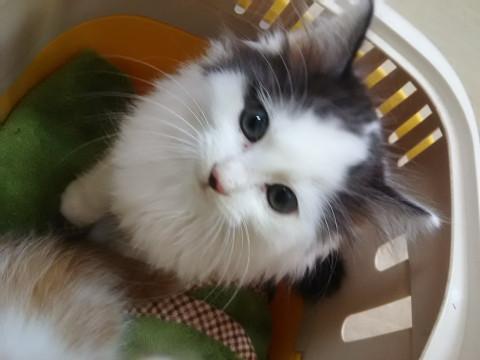 ふわふわ姉妹、一緒のご縁を希望です