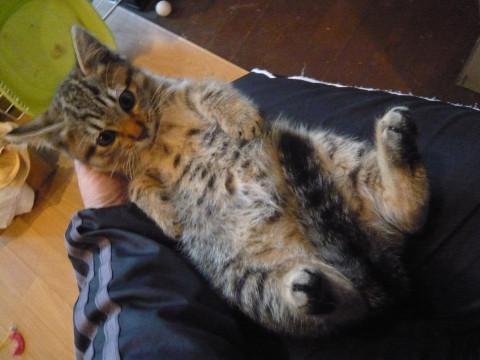 甘えん坊キジトラ君