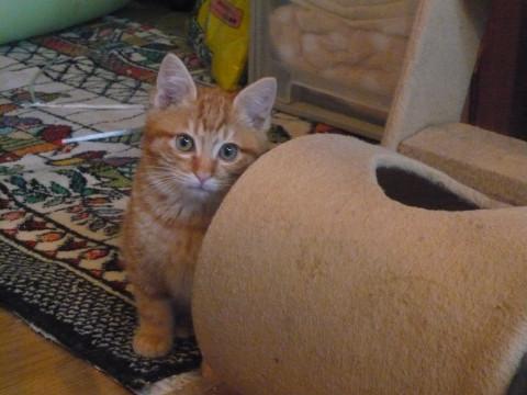 ちび茶トラ君