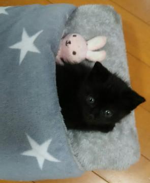 元気いっぱいの黒猫の男の子