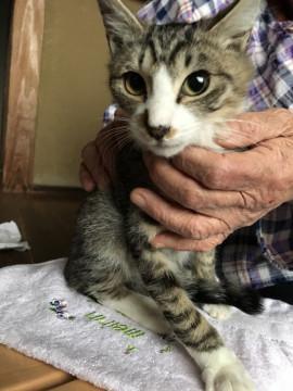 可愛い約3ヶ月雄猫くん