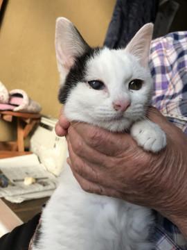 可愛い約3ヶ月の子猫ちゃん