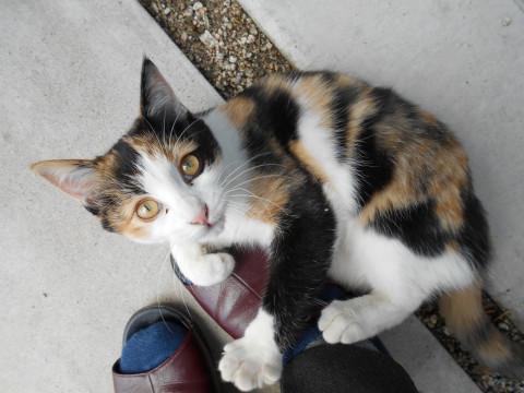 生後４ヵ月くらい！ミケ猫！メス！