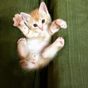 茶トラ ♂ １ヶ月