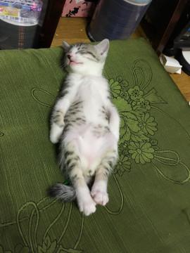 サバしろ ♂ １ヶ月