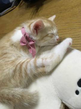 茶白 ♀１ヶ月