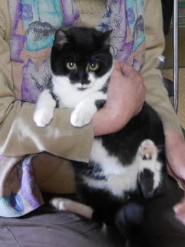 みんなに可愛がられ　雄、４ヶ月位