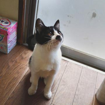 鼻ちょんの白黒ちゃん