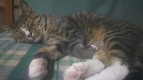 毛艶もよく穏やかな１歳