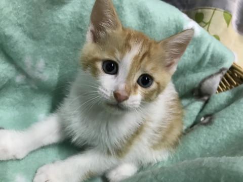 茶白美男子で、なつこい子です。