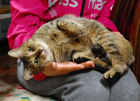 膝乗り、人間大好き猫です