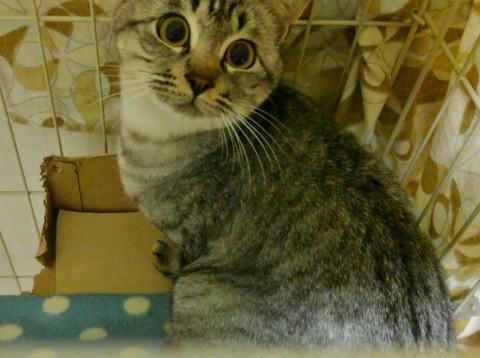 のびしろ一杯の女の子