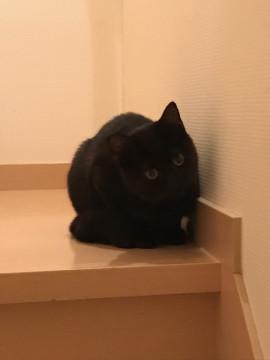 少しビビりな甘えん坊な黒猫のバロン君♂