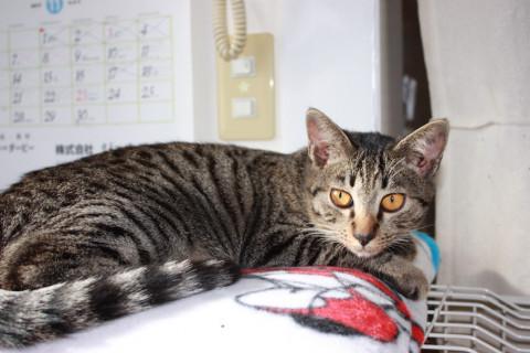 動画ありお膝大好き甘えん坊キジトラ去勢済