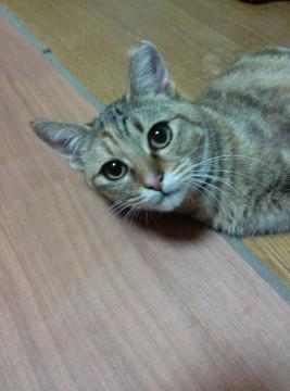 変わった模様の美人猫さん